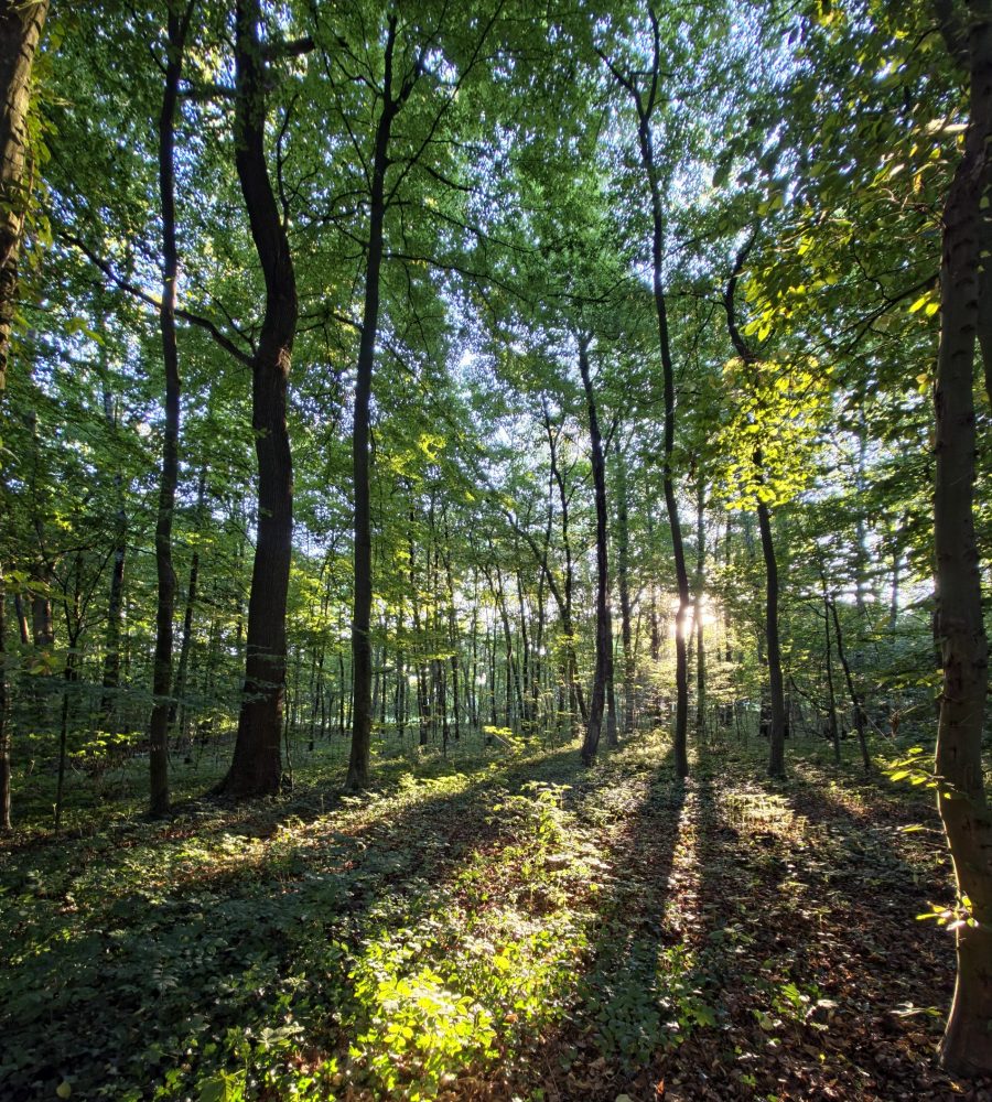 Wald